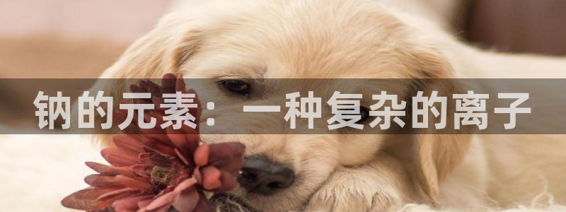 威九国际66m入口