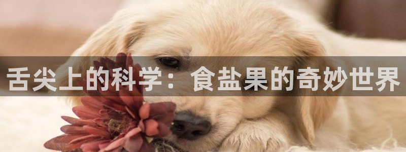 威九国际女演员名单介绍